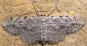 Pimaphera sparsaria - Hodges#6442 - Pimaphera sparsaria