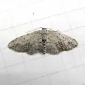 Pimaphera sparsaria - Hodges#6442 - photo 2