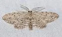 Pimaphera sparsaria - Hodges#6442 - photo 4
