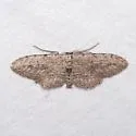 Pimaphera sparsaria - Hodges#6442 - photo 5