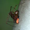 Pimoa altioculata