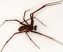 Pimoa altioculata - photo 2
