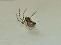 Pimoa altioculata - photo 4
