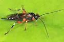 Pimpla aequalis