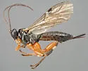 Pimpla aequalis - photo 2