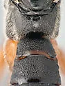 Pimpla aequalis - photo 5