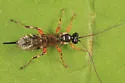 Pimpla annulipes