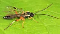 Pimpla aquilonia - photo 2