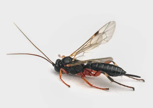 Pimpla insignatoria - photo 2