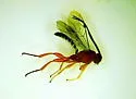 Pimpla marginella