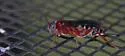 Pimpla marginella - photo 2