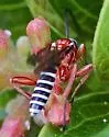 Pimpla marginella - photo 3