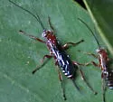 Pimpla marginella - photo 4
