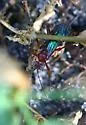 Pimpla marginella - photo 5