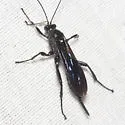 Pimpla maura