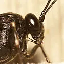 Pimpla maura - photo 2