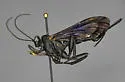Pimpla maura - photo 3