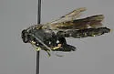 Pimpla maura - photo 4