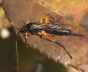 Pimpla pedalis