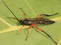 Pimpla pedalis - photo 2