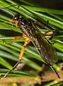 Pimpla pedalis - photo 3