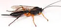 Pimpla pedalis - photo 4