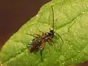 Pimpla pedalis - photo 5
