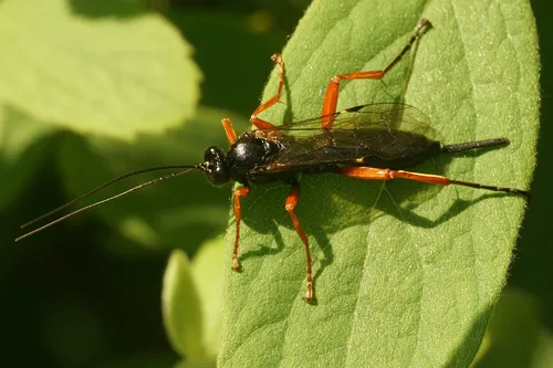Pimpla rufipes