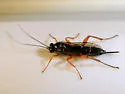 Pimpla sanguinipes - photo 2