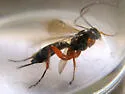 Pimpla sanguinipes - photo 3