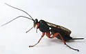Pimpla sanguinipes - photo 4