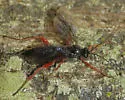 Pimpla sanguinipes - photo 5
