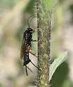 Pimpla sodalis