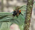 Pimpla sodalis - photo 2