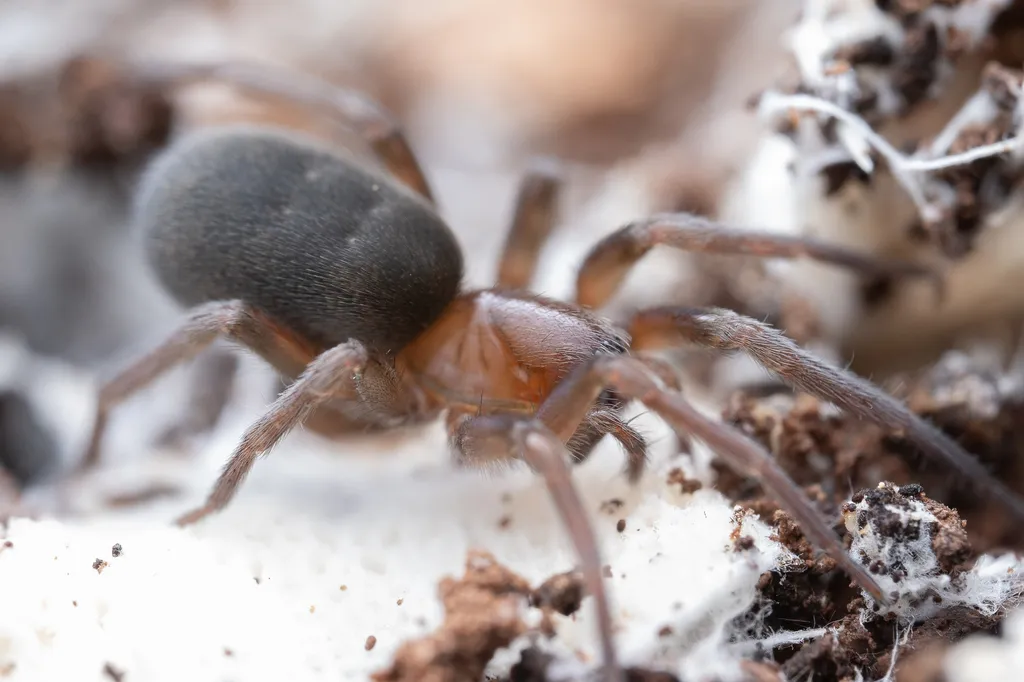 Pimus fractus