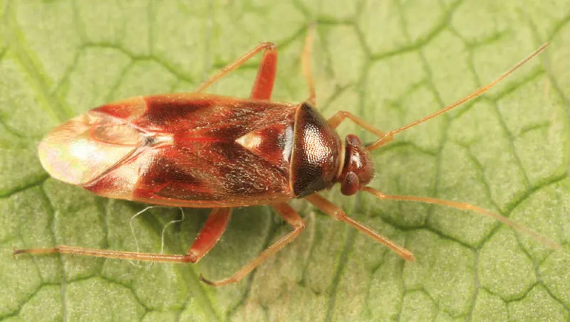 Pinalitus approximatus - photo 2