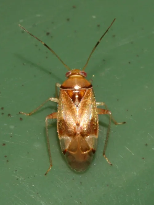 Pinalitus cervinus - Pinalitus cervinus