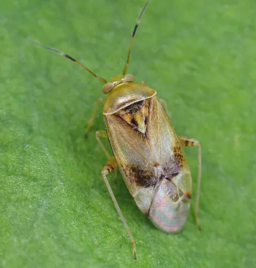 Pinalitus cervinus - photo 2