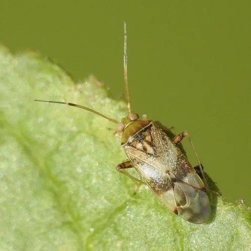 Pinalitus cervinus - photo 3