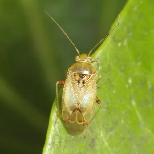 Pinalitus cervinus - photo 4