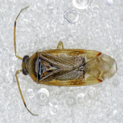 Pinalitus cervinus - photo 5