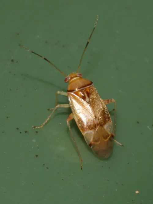 Pinalitus cervinus - photo 6