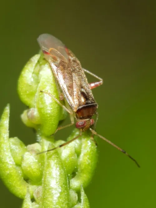 Pinalitus cervinus - photo 7