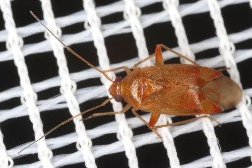 Pinalitus rubricatus
