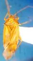Pinalitus rubrotinctus