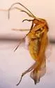 Pinalitus rubrotinctus - photo 2