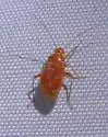 Pinalitus rubrotinctus - photo 3
