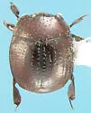 Pinaxister decipiens