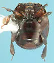 Pinaxister decipiens - photo 2