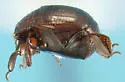 Pinaxister decipiens - photo 3